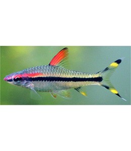 redline rainbow fish