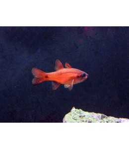Redtail Apogon Cardinal