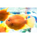 Red/Yellow Parrot fish L