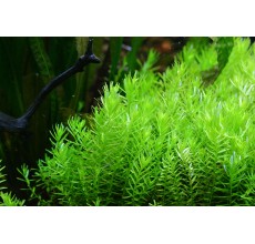 Rotala indica(Green) - Pot