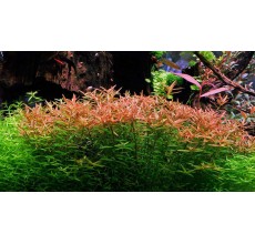 Rotala indica(Red) - Pot