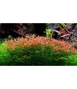 Rotala indica(Red) - Pot
