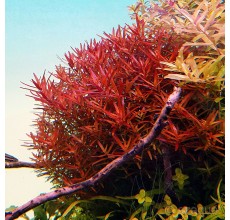 Rotala Rotundifolia- Pot