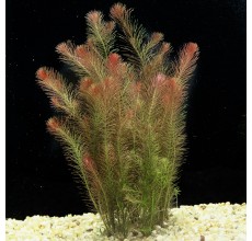 Rotala wallachii- Pot