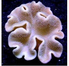 Sarcophyton sp. Leather Toadstall coral (Large)