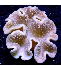 Sarcophyton sp. Leather Toadstall coral (Medium)