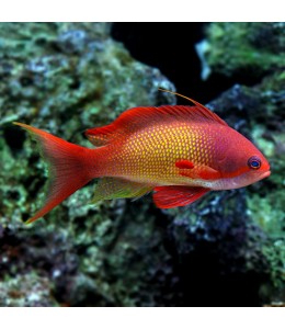 Spot Fin Anthias