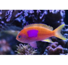 Square Anthias (Pseudanthias pleurotaenia)