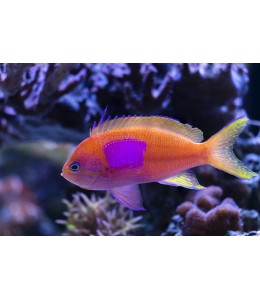 Square Anthias (Pseudanthias pleurotaenia)