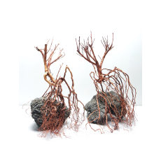 SV Aquarium Deco Whiskers Wood - Small / 20-30CM / 1 pc