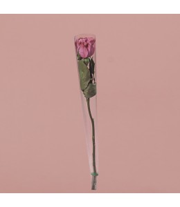 Single Pink Rose in Cone