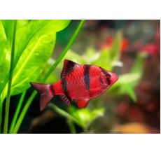 Tiger Barb Red - Capoeta tetrazona