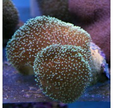 Toadstalls (Per Piece)