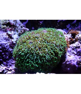 Tooth coral A Grade Two tone (Large)
