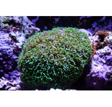 Tooth coral A Grade Two tone (Small)