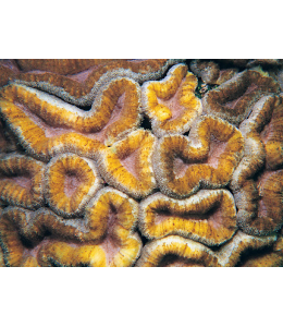 Tooth coral Hemprichii (Large)