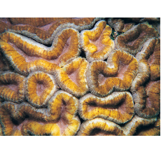 Tooth coral Hemprichii (Small)