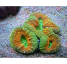 Tooth coral Pachysepta- Green (Per Head)