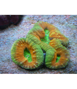 Tooth coral Pachysepta- Green (Per Head)