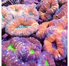 Tooth coral Pachysepta (Small)