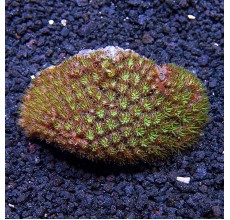 Tooth coral Red/Pink (Per Head)