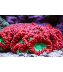 Tooth coral Welsoni GREEN / RED (Large)