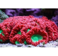 Tooth coral Welsoni GREEN / RED (Medium)