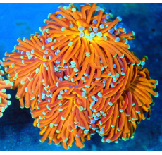 Torch coral Gold/Pink/Orange Tip (Per Head)