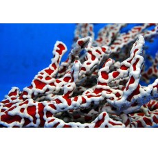 Trikentrion Fabelliforme Spider Sponge (Per Piece)