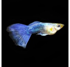Turquoise Bluetail Guppy (Male) - Poecilia reticulata