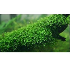 Vesicularia dubyana on driftwood Size L