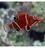 Wetmorella albofasciata (Whiteband Possum Wrasse)