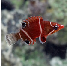 Wetmorella albofasciata (Whiteband Possum Wrasse)