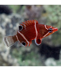 Wetmorella albofasciata (Whiteband Possum Wrasse)