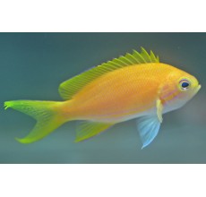 Yellow Anthias (Pseudanthias pleurotaenia)