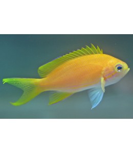 Yellow Anthias (Pseudanthias pleurotaenia)