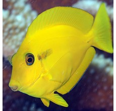 Yellow Shoulder Tang (M)