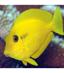 Yellow Shoulder Tang (S)