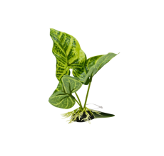 Yusee Aquarium Decorations - Artificial Plant YM-5877 [Height:12cm]