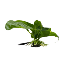 Yusee Aquarium Decorations - Artificial Plant YM-5874 [Height:12cm]