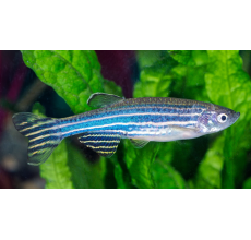 Zebra Danio Luminose Blue - Brachydanio rerio