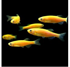 Zebra Danio Luminose Yellow - Brachydanio rerio