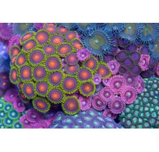 Zoa (Per Piece)
