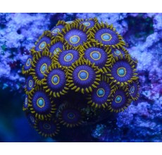 Zoanthid Zoanthid: Custom (Disc's)