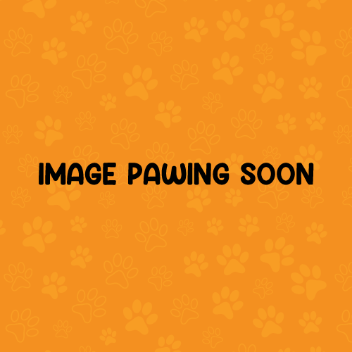 dog banner image