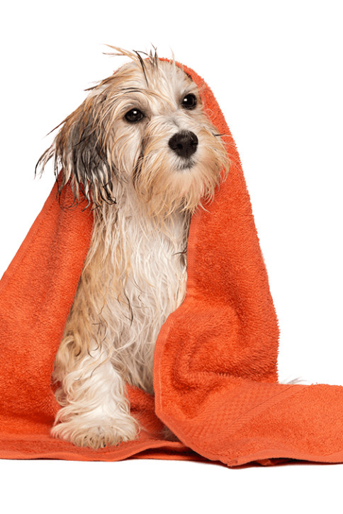 Dog at Pet Corner Grooming in Dubai