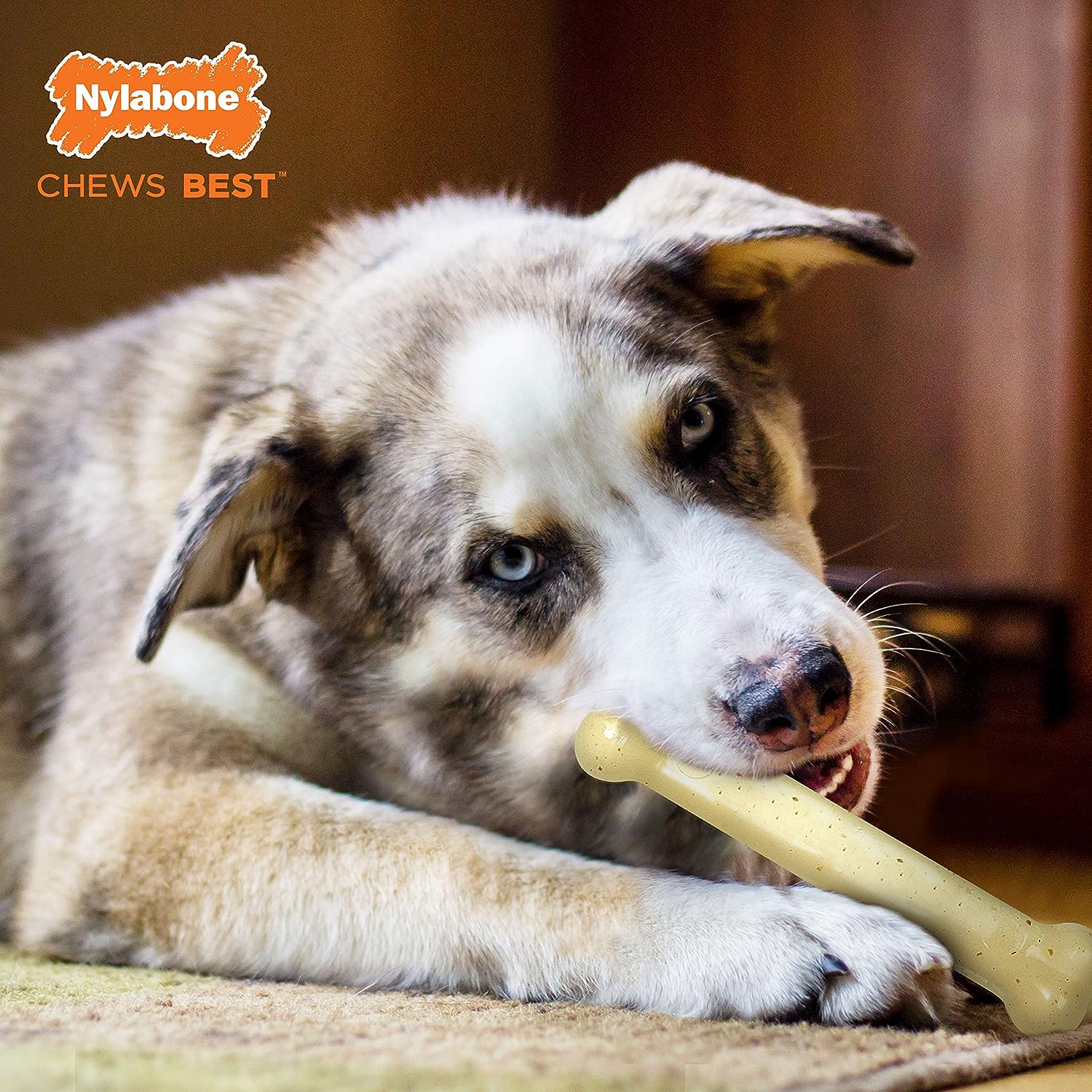 Nylabone Twin Pack Dental Chew and Flexi Chew Chicken Flavors Blister Card Wolf Upto 50LBS