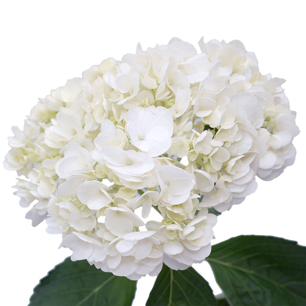 Hydrangea White Regular (5 Stems)