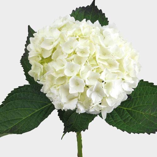 Hydrangea White Premium (5 Stems)