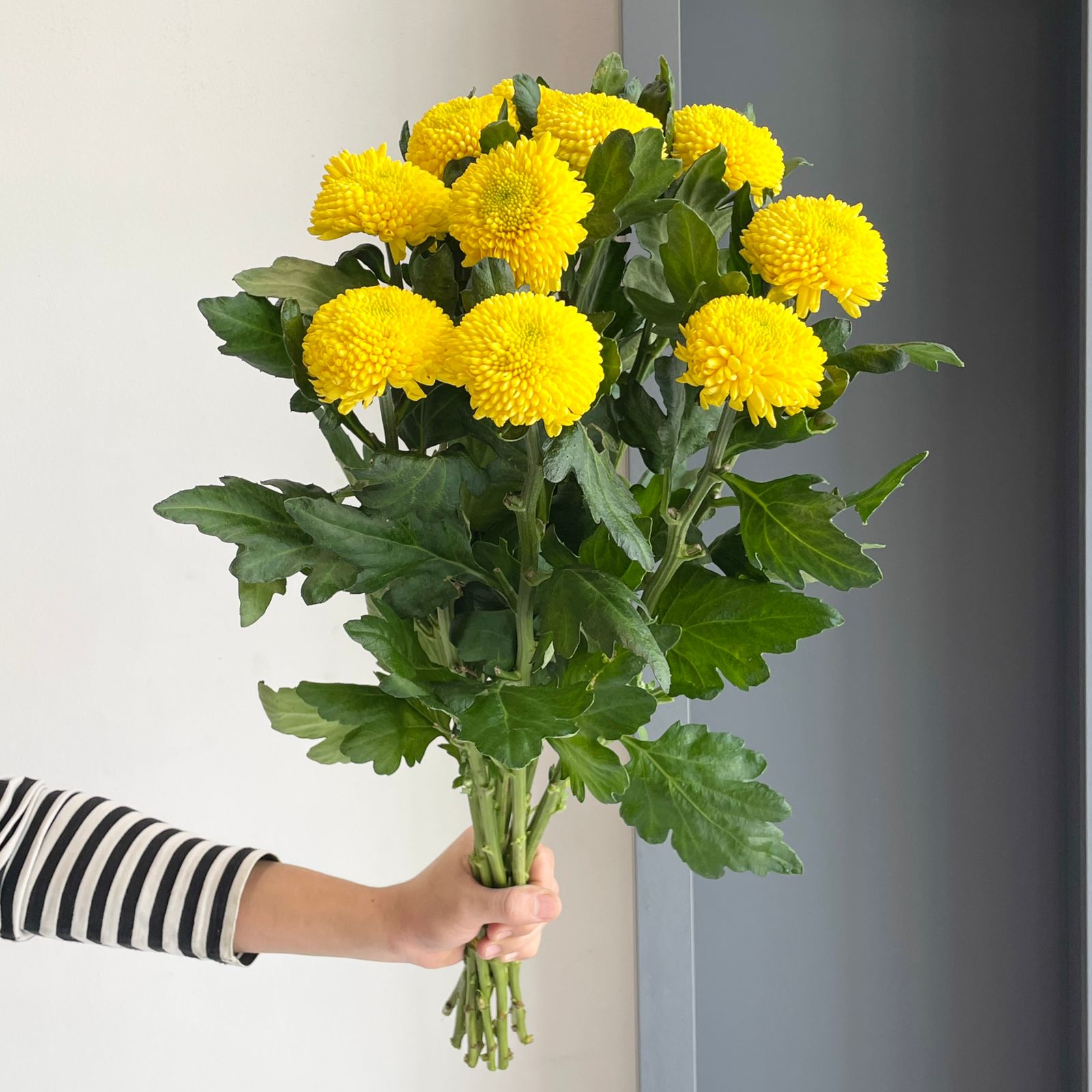 Chrysanthemum Yellow (10 Stems)